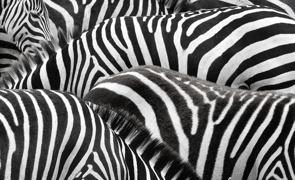 zebra