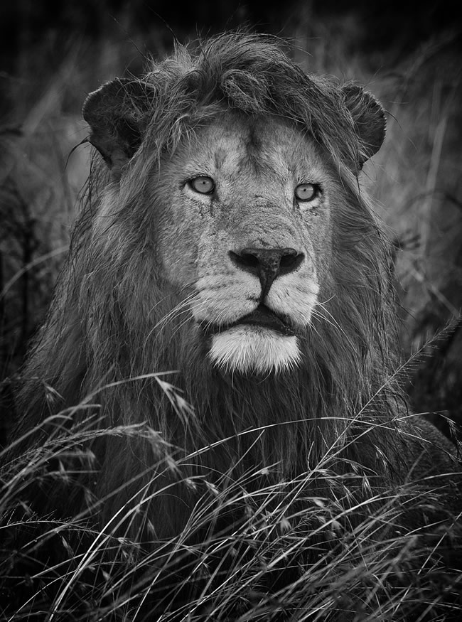 lion