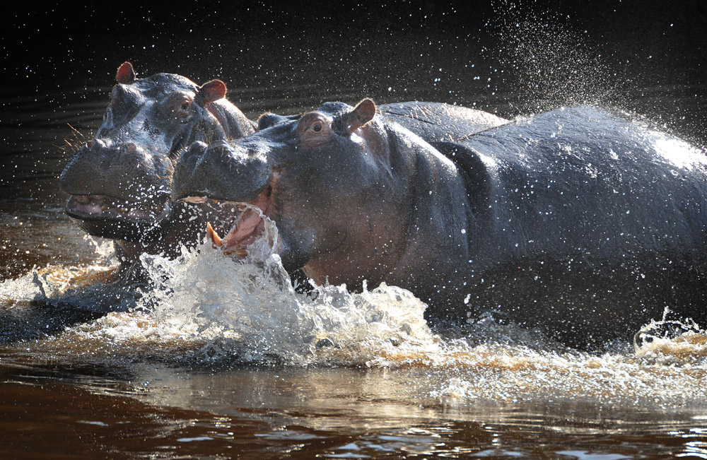 hippos