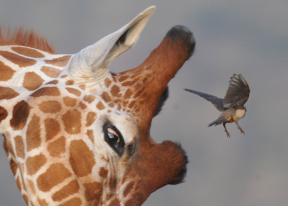 girafe and bird