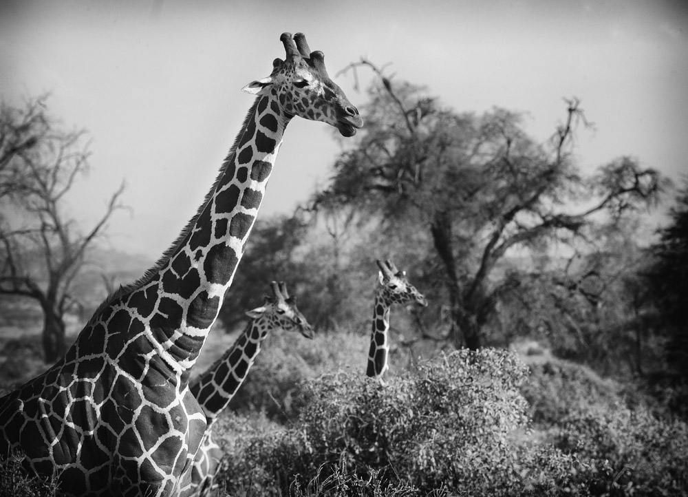 girafe