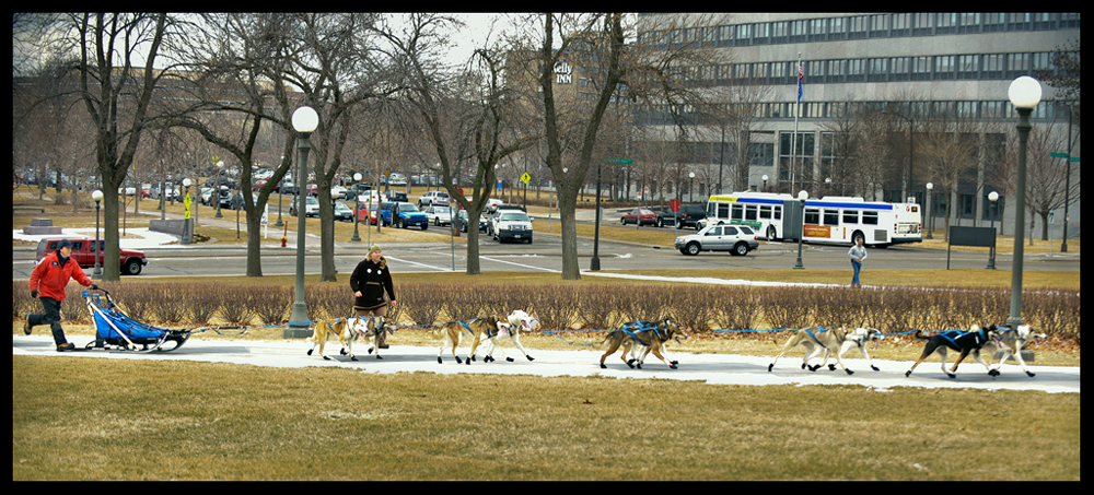 Sled Dogs To St. Paul
