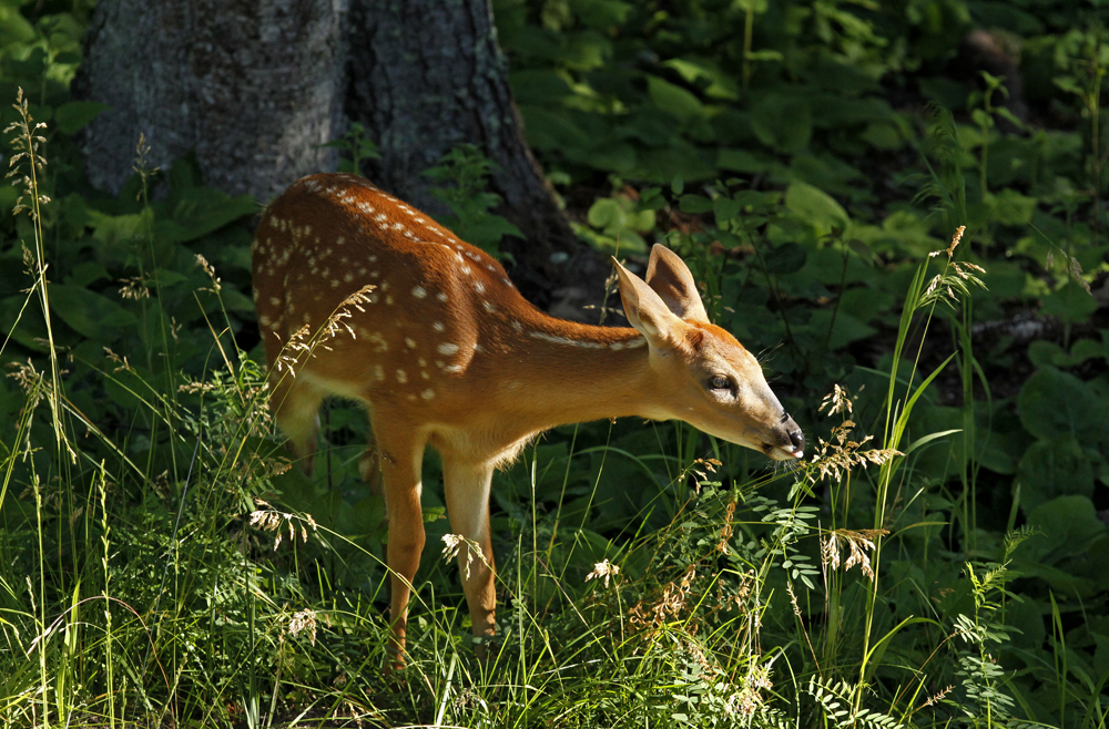 fawn