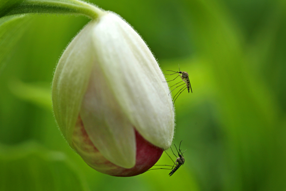 flower bugs