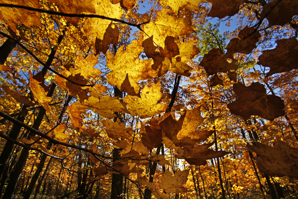 fall leaves