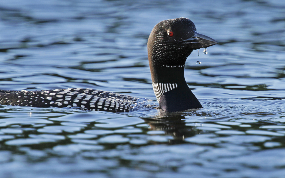 loon